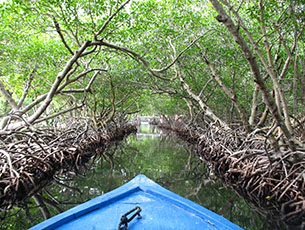 1mangrove
