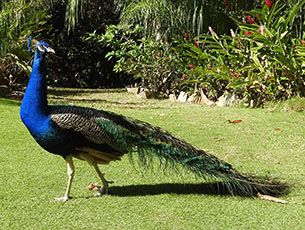 1peacock